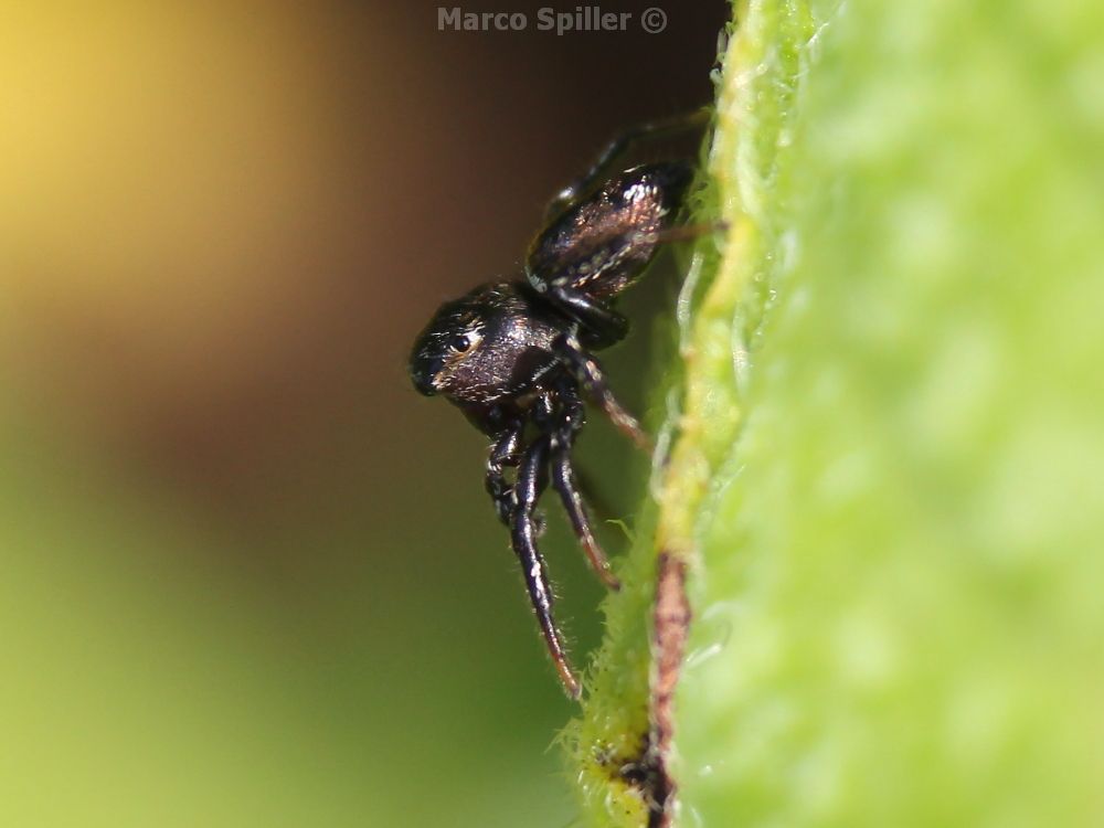 Heliophanus sp. - Vicenza (VI)